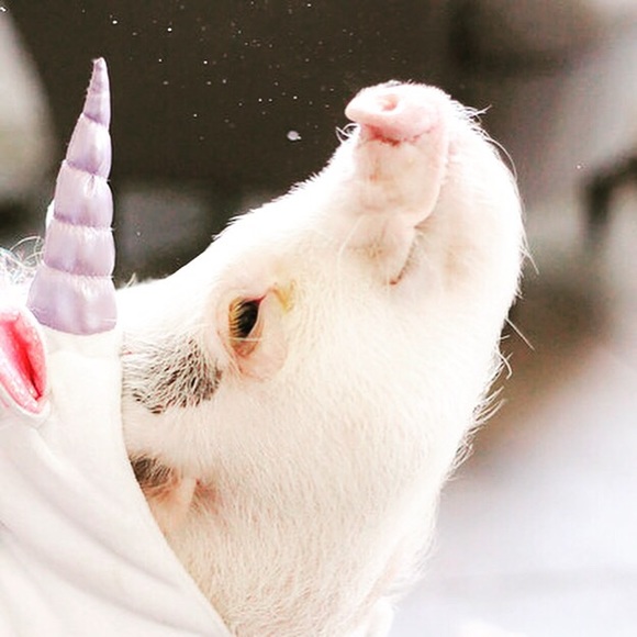 Meet your Posher, Lisa - Picture 3 of 5